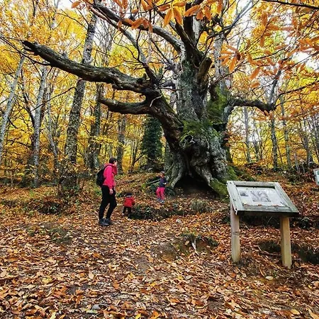 El Cantillo Del Jerte *