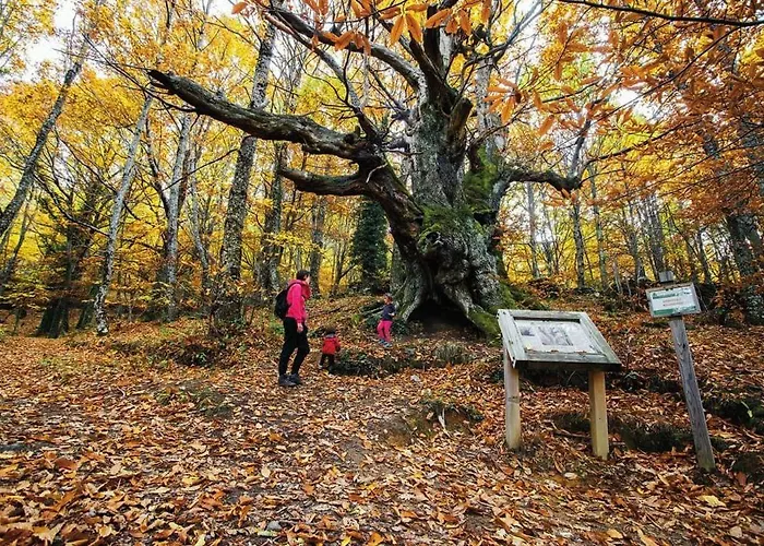 El Cantillo Del Jerte *